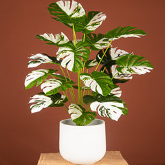 Artificial Monstera Trees